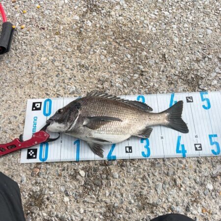 チヌフカセ。乗っ込み真っ只中！