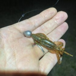 淀川ブリームゲーム