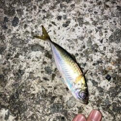 イカ釣りのはずが…