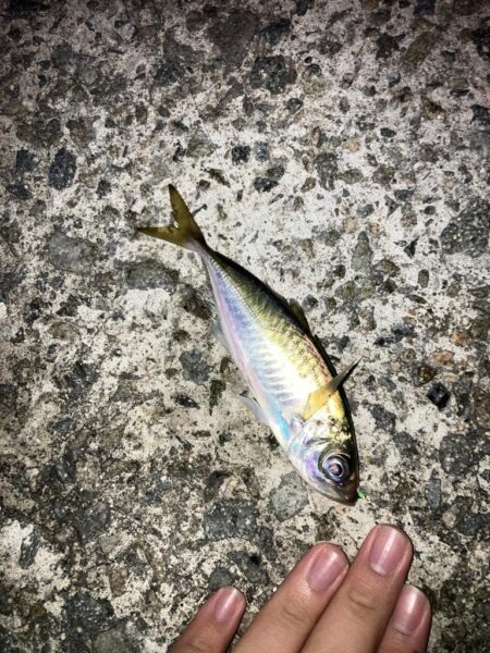 イカ釣りのはずが…