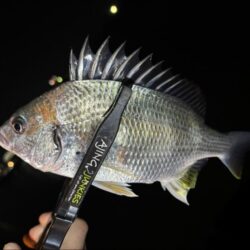 アジはまだ先か〜汗