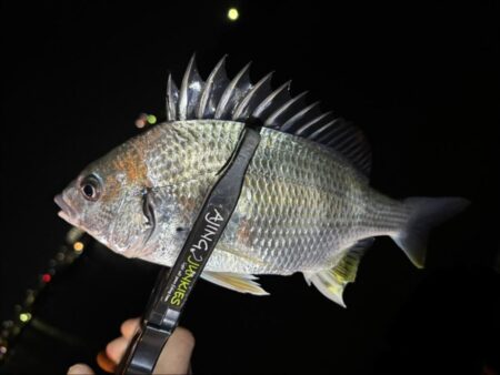 アジはまだ先か〜汗