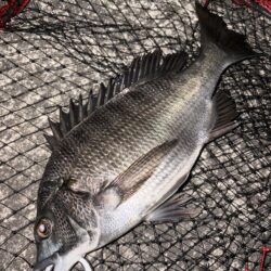 ヘチってきました