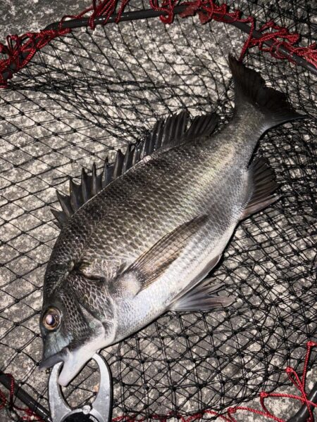 ヘチってきました