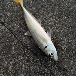 久々のアジング