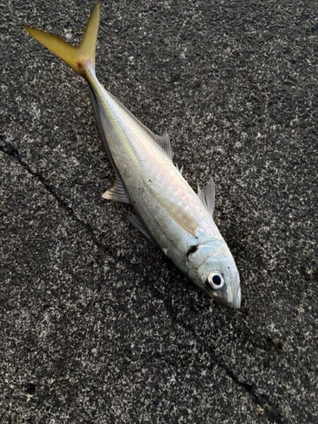 久々のアジング