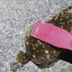 ようやく今年初メバリング