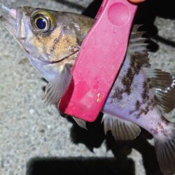 西二見で、メバルゲット