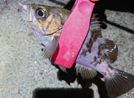 西二見で、メバルゲット