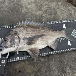 中海チニング釣行