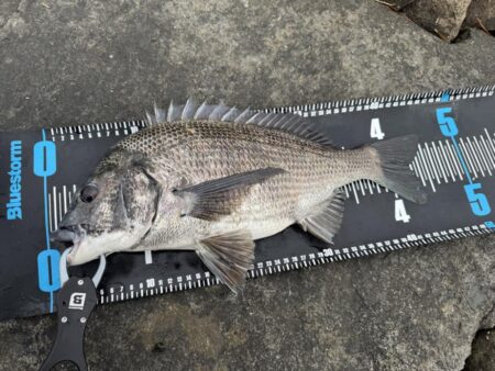 中海チニング釣行