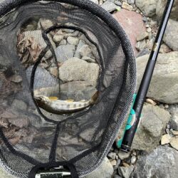 晴天無しでも釣果爆発