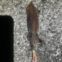 ヒイカ　　コズクラ