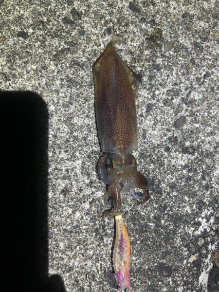 ヒイカ　　コズクラ