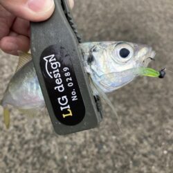 朝マズメのアジング