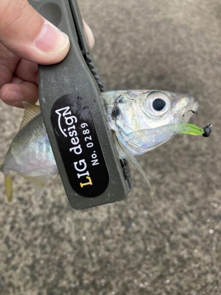 朝マズメのアジング