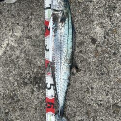 大荒れ前にサゴシ77cm！