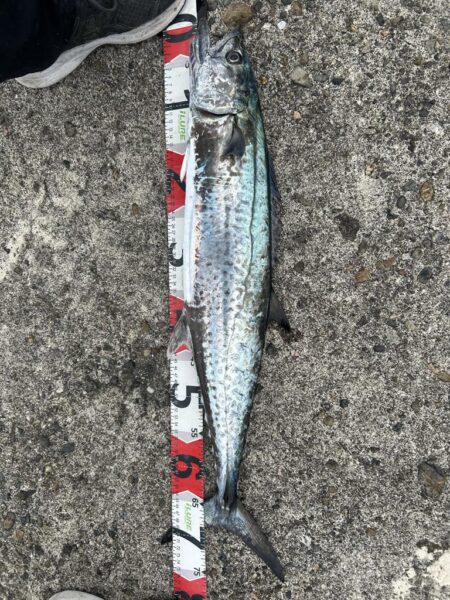 大荒れ前にサゴシ77cm！