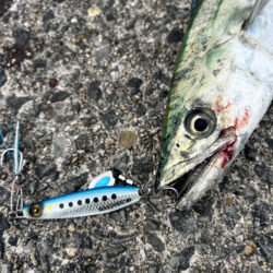 サゴシ　マゴチ