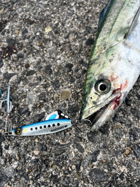 サゴシ　マゴチ