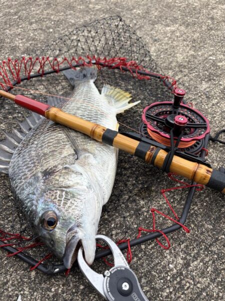 ヘチって来ました