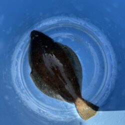 横須賀沖、タイラバ