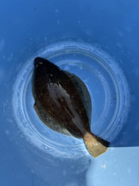 横須賀沖、タイラバ