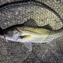 初バチシーバス