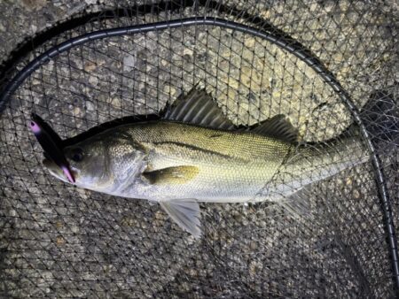 初バチシーバス