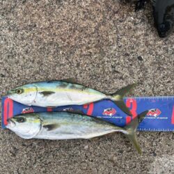 魚津港フカセグレ、ツバス