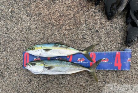 魚津港フカセグレ、ツバス