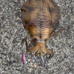 エギング　大物釣れた！