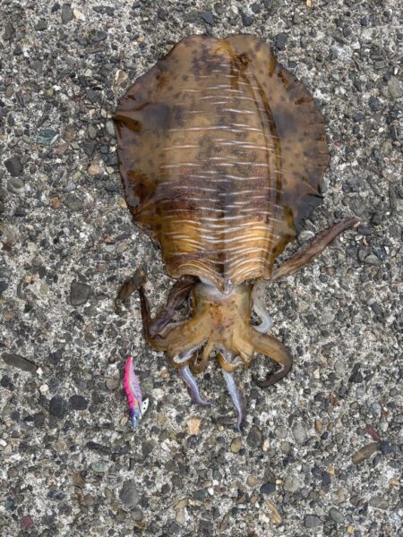 エギング　大物釣れた！