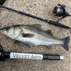 毎日釣れるシーバス