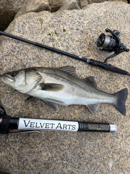 毎日釣れるシーバス