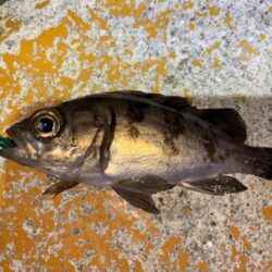 メバル12 ガシラ7