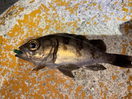 メバル12 ガシラ7