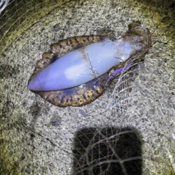 今季初のエギング