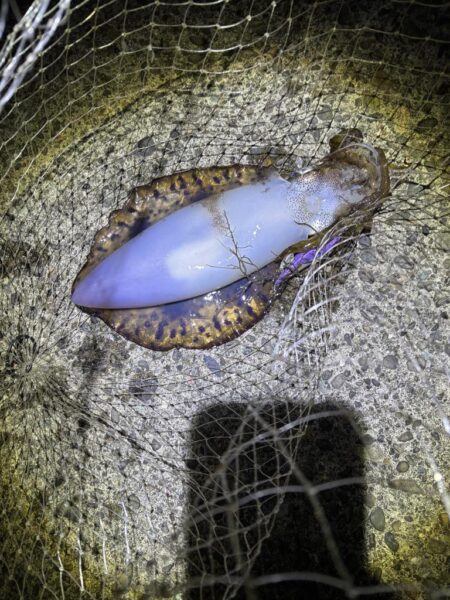 今季初のエギング