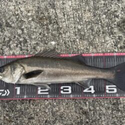 シーバス50cm群れ