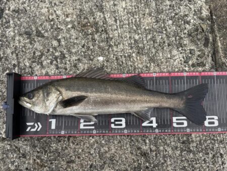 シーバス50cm群れ