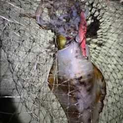 大型狙いエギング