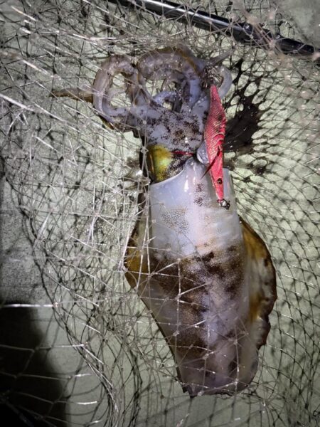 大型狙いエギング