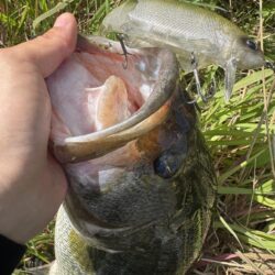 淀川ビッグバス！