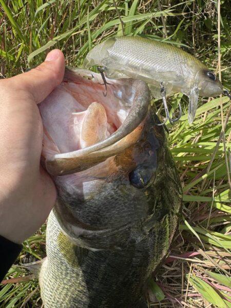 淀川ビッグバス！