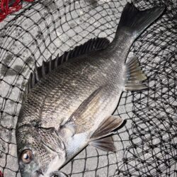 ヘチって来ました