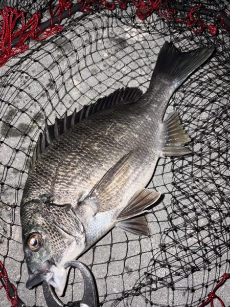 ヘチって来ました