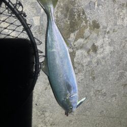 コズクラ　ハゼ