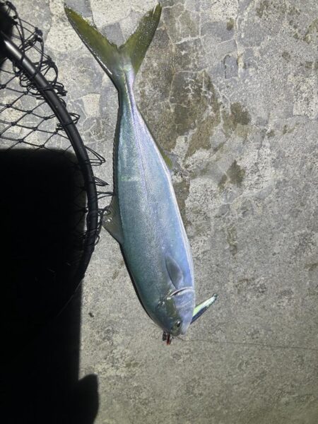 コズクラ　ハゼ