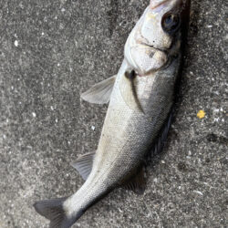 カタクチ乱舞でセイゴのアタリ多い